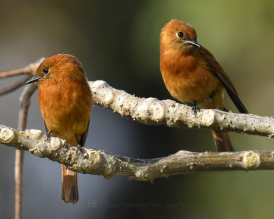 CINNAMON FLYCATCHER