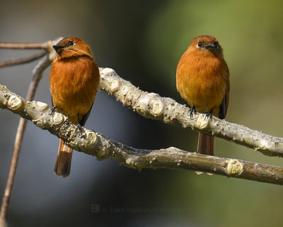 CINNAMON FLYCATCHER