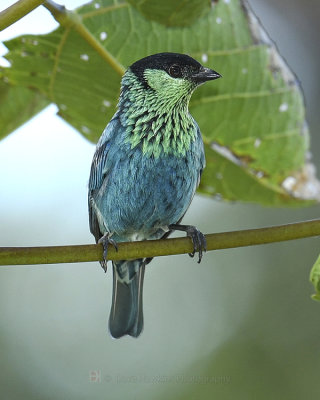 BLACK-CAPPED TANAGER