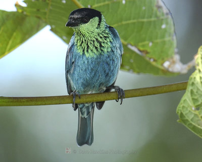 BLACK-CAPPED TANAGER