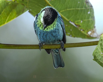 BLACK-CAPPED TANAGER