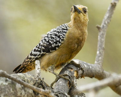 RED-CROWNED WOODPECKER