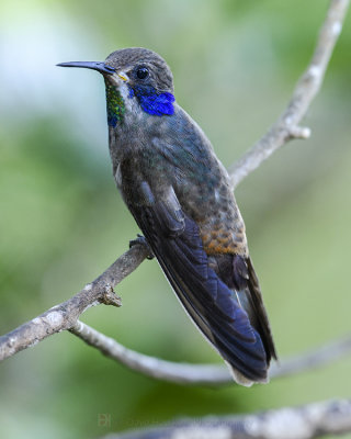 BROWN VIOLETEAR