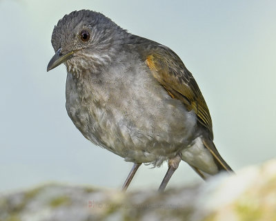 PALE-BREASTED THRUSH