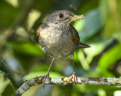 PALE-BREASTED THRUSH 