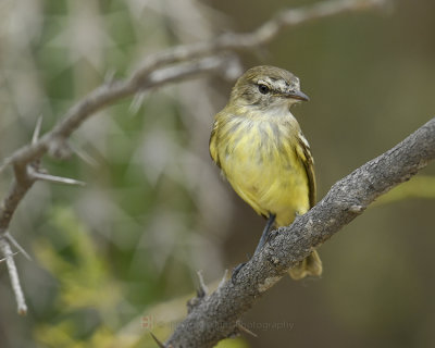 SLENDER-BILLED TYRANNULET