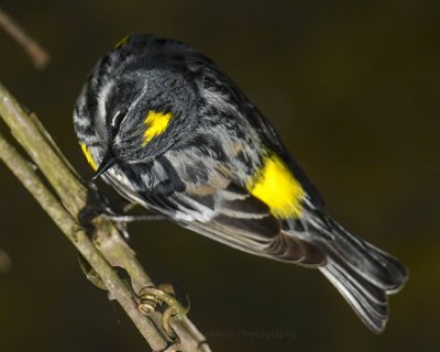 YELLOW-RUMPED WARBLER
