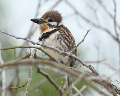 RUSSET-THROATED PUFFBIRD