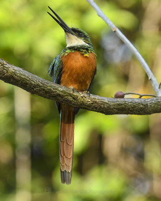 RUFOUS-TAILED JACAMAR