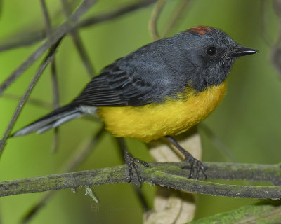 SLATE-THROATED WHITESTART