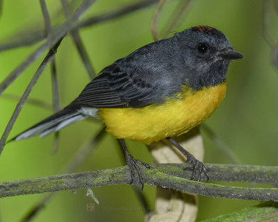SLATE-THROATED WHITESTART
