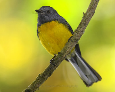 SLATE-THROATED WHITESTART