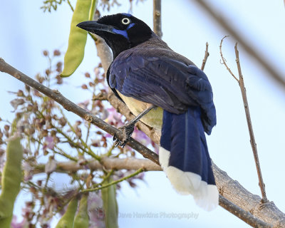 BLACK-CHESTED JAY