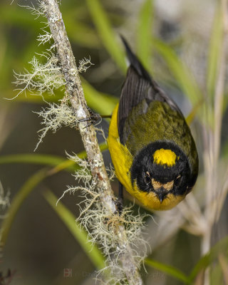 YELLOW-CROWNED WHITESTART