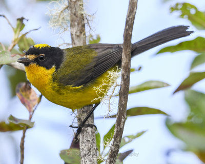 YELLOW-CROWNED WHITESTART