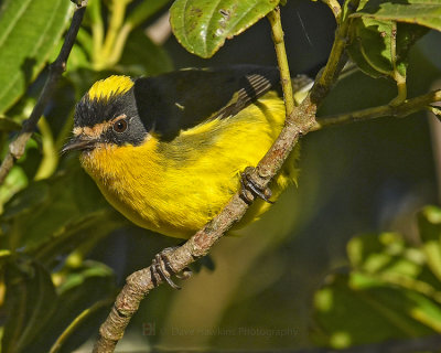 YELLOW-CROWNED WHITESTART