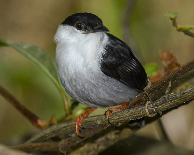 WHITE-BEARDED MANAKIN