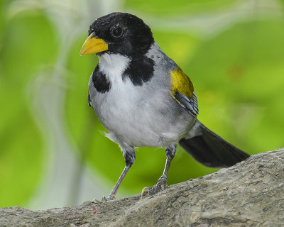 GOLDEN-WINGED SPARROW