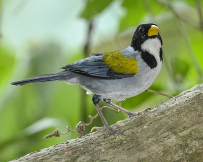 GOLDEN-WINGED SPARROW