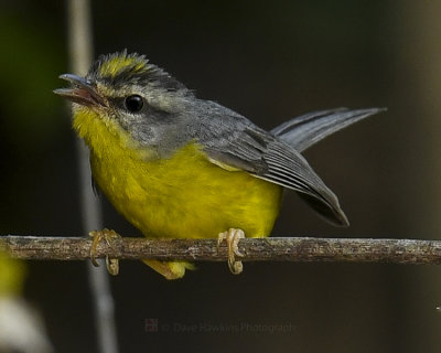 GOLDEN-CROWNED WARBLER