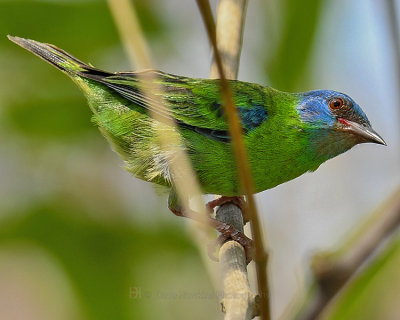 BLUE DACNIS ♀