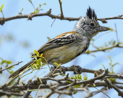 BLACK-CRESTED ANTSHRIKE