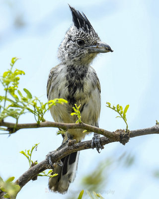 BLACK-CRESTED ANTSHRIKE