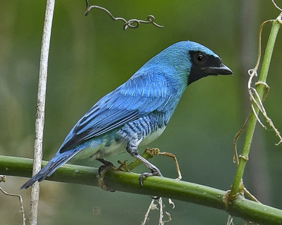SWALLOW TANAGER