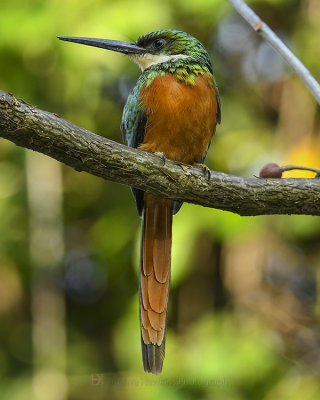 RUFOUS-TAILED JACAMAR