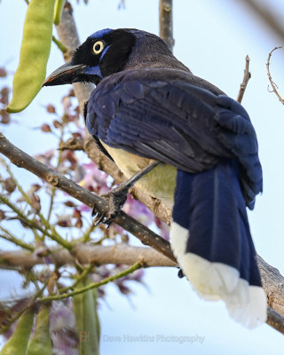 BLACK-CHESTED JAY