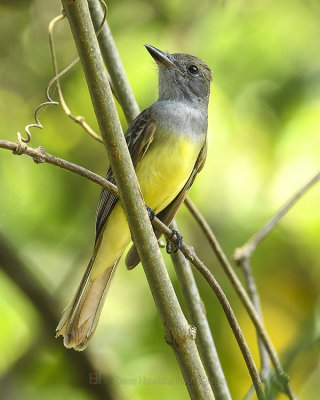 BROWN-CRESTED FLYCATCHER