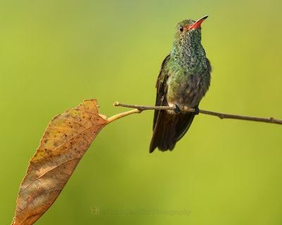 RUFOUS-TAILED HUMMINGBIRD