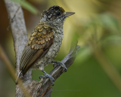 SCALED PICULET