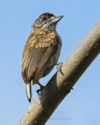 SCALED PICULET
