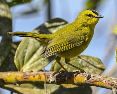 BLACK-CRESTED WARBLER