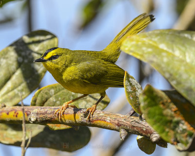 BLACK-CRESTED WARBLER