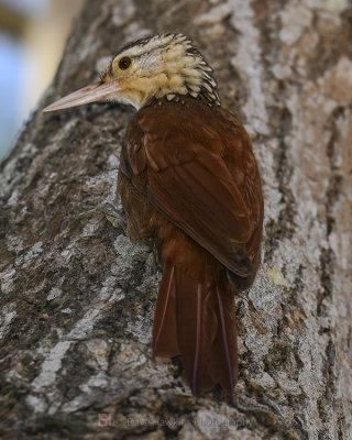 STRAIGHT-BILLED WOODCREEPER