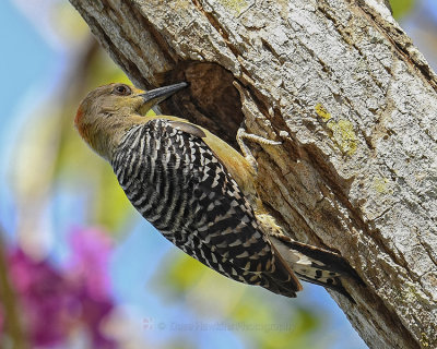 RED-CROWNED WOODPECKER
