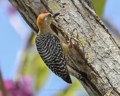 RED-CROWNED WOODPECKER