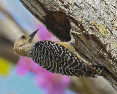 RED-CROWNED WOODPECKER