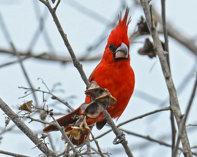 VERMILLION CARDINAL