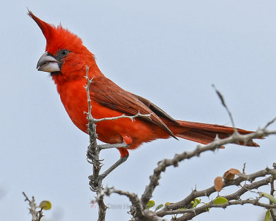 VERMILLION CARDINAL