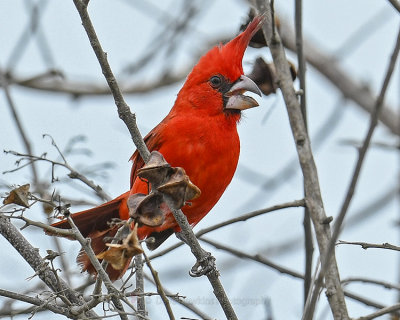 VERMILLION CARDINAL