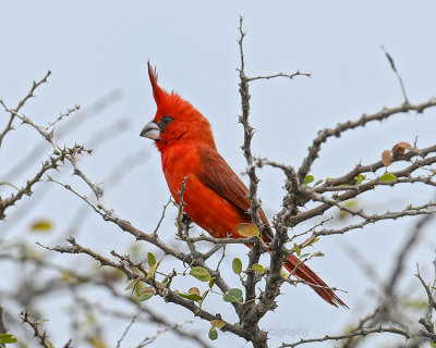 VERMILLION CARDINAL