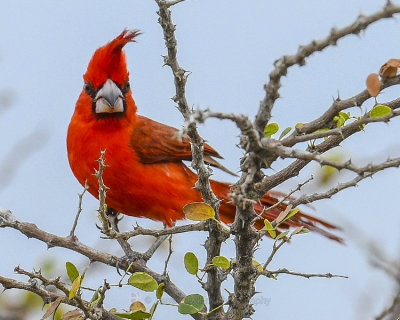 VERMILLION CARDINAL