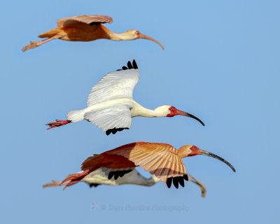 IBISES, WHITE AND SCARLET (immature)