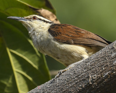 BICOLORED WREN