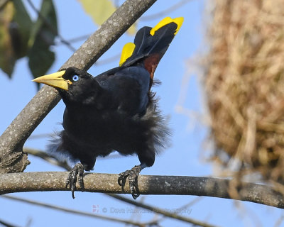 CRESTED OROPENDOLA