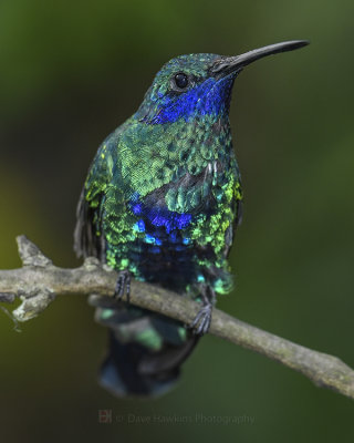 SPARKLING VIOLETEAR