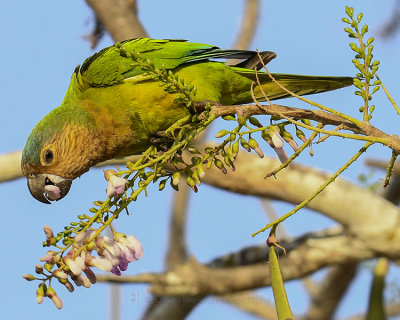 BROWN-CHINNED PARAKEET
